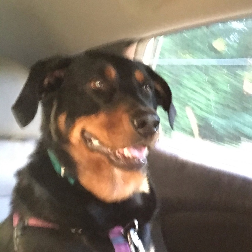 Meet your Posher, Griffin